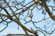 Einschr�nkungen beim Baum- und Heckenschnitt ab M�rz