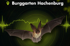 Hachenburg: Fledermauskl�nge in Echtzeit erleben
