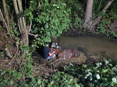 Einsatzmarathon: Feuerwehr Rengsdorf-Waldbreitbach bew�ltigt Unwetter, Unfall und Tierrettung