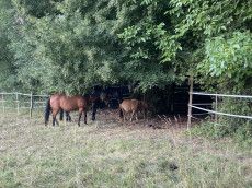 Hitzewelle im Westerwald: Tiere brauchen Schutz vor der Sonne