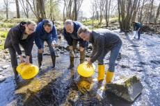 Junglachse kehren zur�ck: Ein Projekt f�r die Zukunft der Nister