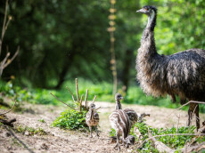 Nachwuchs im Zoo Neuwied: Drei Emu-K�ken geschl�pft