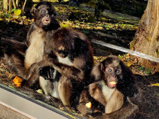 Von Barcelona an den Rhein: Bedrohte Klammeraffen im Zoo Neuwied