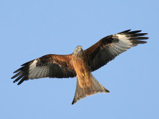 Rotmilan-Wanderung: Auf den Spuren des K�nigs der L�fte im Westerwald