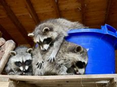 Drei gerettete Waschb�ren finden im Tierpark Niederfischbach ein dauerhaftes Zuhause