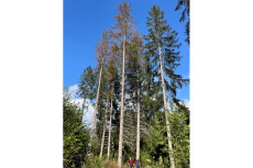 Trockenheit und Borkenk�fer setzen auch dem Privatwald in Rheinland-Pfalz zu