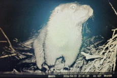 Erster Fischotter in Rheinland-Pfalz auf Wildtierkamera entdeckt