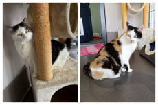 Silvy und Tipsy - Ein charmantes Seniorenteam sucht ein neues Zuhause