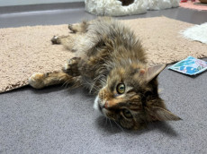 Amy: Charmante Maine-Coon-Sch�nheit sucht Kuschelplatz f�r den Lebensabend