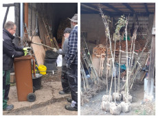 Ein Zeichen fr Biodiversitt: Historische Obstsorten finden neue Heimat im Asbacher Land