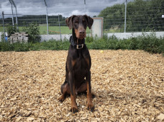 Amor auf vier Pfoten: Ein Dobermann sucht sein Zuhause