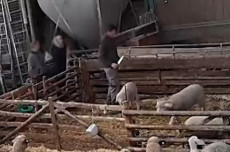 Tierqu�lerei im Kreis Neuwied: Amtsgericht Linz verurteilt Sch�fer zu Geldstrafe