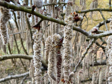 Jung und dynamisch: Was der Baum des Jahres 2026 alles kann