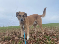 Bailey auf Spurensuche: Herz, K�pfchen und jede Menge Lebensfreude