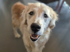 Goldene Jahre auf vier Pfoten: Barney wartet auf seinen Gnadenbrotplatz 