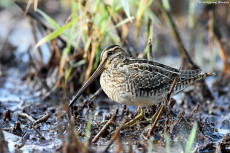 Vergessene Landschaften des Westerwaldes: Ein Blick in die Vergangenheit
