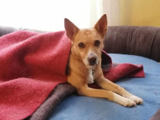 Nach dem Feuer: Bella sucht ein Zuhause zum Ankommen