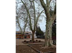 Kontroverse um Platanenf�llung an der Geschwister-Scholl-Schule