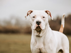 Mein Name ist Bobby: Ich bin ein bisschen dickk�pfig, unheimlich verschmust und suche ein Zuhause