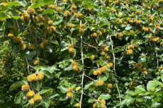 Wald im Wandel: Wie der hei�e Sommer 2026 die Natur beeinflusst