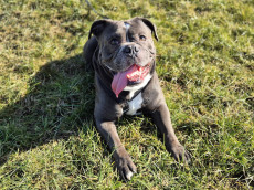 Zwischen Spieltrieb und Schmusemodus: Buddy sucht ein Zuhause