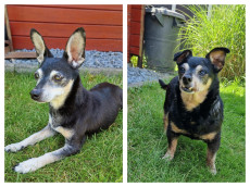 Von Verlust zu Liebe: Zwei Herzenshunde warten auf ihr gemeinsames Glck