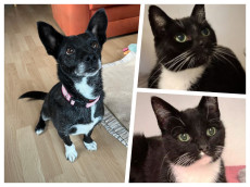 Paula, Lucy und Nelly: Drei Herzen auf der Suche nach einem Zuhause