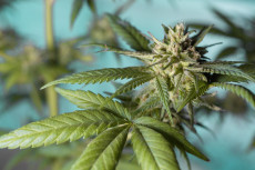 Brand in Hilgert: Cannabisplantage entdeckt