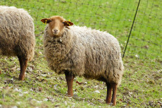 Coburger Fuchsschafe: R�ckkehr einer bedrohten Rasse in den Zoo Neuwied