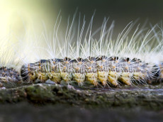 Kommunen in Rheinland-Pfalz im Kampf gegen den Eichenprozessionsspinner