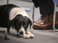 Tierische Unterst�tzung in der Pfalz: Lernpause mit Hund