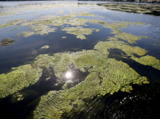 Schmalbl�ttrige Wasserpest breitet sich in Rheinland-Pfalz aus