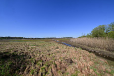 Naturschutzinitiative sieht Wasservogelbrut und Amphibienpopulation am Dreifelder Weiher gef�hrdet