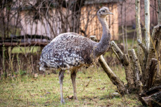 Darwin-Nandus als Trio im Zoo Neuwied vereint