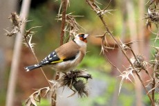 Appell des Tierschutz Siebengebirge: "Den heimischen Wildv�geln helfen"