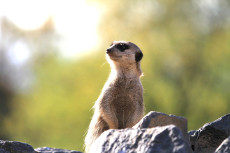 Abendliche Entdeckungsreisen im Zoo Neuwied