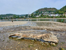 Niedrigwasser im Rhein sorgt f�r Einschr�nkungen im F�hrverkehr