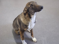 Wirbelwind mit Kuschelgarantie: Fiona sucht Spa, Spiel und Sofa 