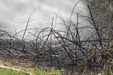 Waldbrandgefahr in Rheinland-Pfalz: Vorsicht und Regeln beachten