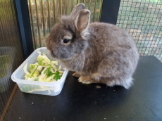 Tierschutz Siebengebirge: Wie Tierpatenschaften Tieren ein w�rdevolles Leben erm�glichen