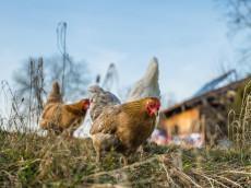 40 F�lle von Gefl�gelpest in Rheinland-Pfalz: Bev�lkerung um Mithilfe gebeten