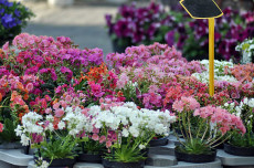 Fr�hlingszauber in Neuwied: Gartenmarkt l�dt zum Entdecken ein