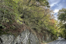 Gefahrenb�ume an der Wiedtalstra�e werden gef�llt
