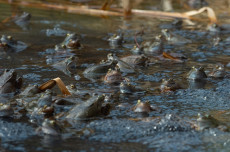 Fr�hlingswanderung auf der NABU-Naturerbefl�che Westerburg