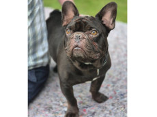 Notfall beim Tierschutz Siebengebirge - Bulldogge Henri leidet seit Jahren an Atemnot 