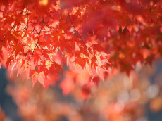 Herbstwanderung zur Lahn: Ein Naturerlebnis im Buchfinkenland