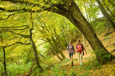 Herbstwandern im Westerwald: Goldene Tage auf den W�ller Touren