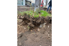 Fahrradstrae mit Hindernissen: Warum 13 Bume in Neuwied weichen mssen