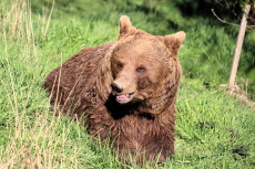 Westerwald-Verein Buchfinkenland l�dt zum Wildpark-Besuch ein