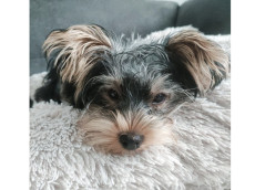 Terrierpower trifft Sanftmut: Ida sucht ihr Zuhause